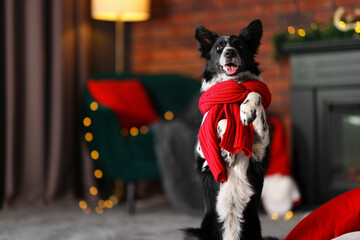 Cute dog with red scarf at home, space for text. Christmas atmosphere © New Africa