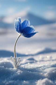 Fiore blu solitario che spunta in un paesaggio innevato. Concetto di resilienza