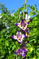 Gladiolus Circus Color Flowers Close