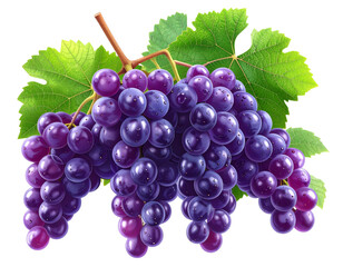 Fototapeta premium Cluster of Ripe Purple Grapes on Vine, Front View, Isolated PNG