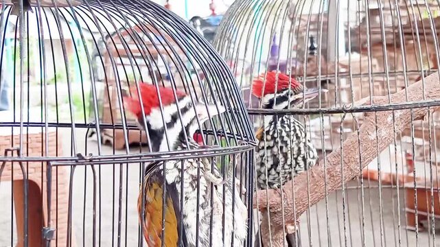 The Ironwood Woodpecker (Dinopium javanense) feeds on insects in the wild and can be kept as a pet. Generally, species in tropical and subtropical regions do not undertake long-distance migrations.