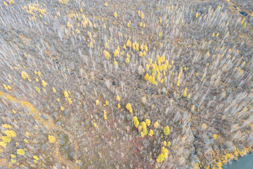 Aerial view of a birch forest in the Greater Khingan Mountains in autumn.
