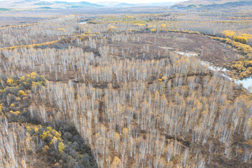 Aerial view of a birch forest in the Greater Khingan Mountains in autumn.