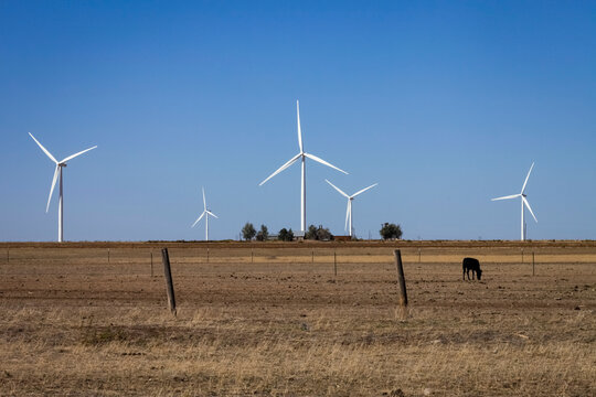 Amarillo, Texas. Windfarm along the Texas panhandle with cow grazing in the foreground. 