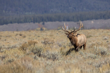 Bull Elk During the Rut in Grand Teton National Park Wyoming in Autumn