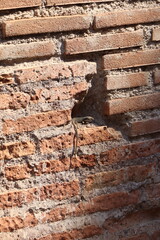 High ancient Roman brick walls with niches overlook a modern art installation featuring bare tree