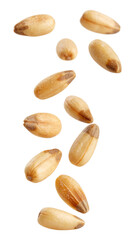 Obraz premium falling Small, light brown pine nuts isolated on transparent background