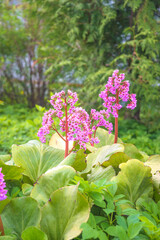 Bergenia or elephant's ears in bloom in a garden
