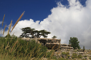 Majestic Cedar, Cedrus Libani