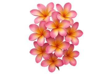Fototapeta premium Group of frangipani flowers blooming, displaying warm pink and yellow hues. Transparent background makes it versatile