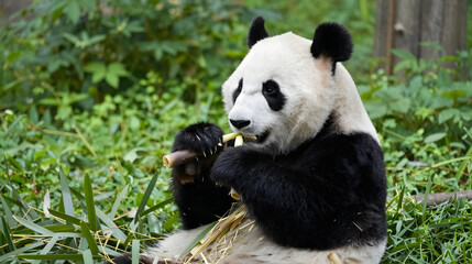 Naklejka premium Giant panda munching bamboo shoots in lush green habitat natural daylight
