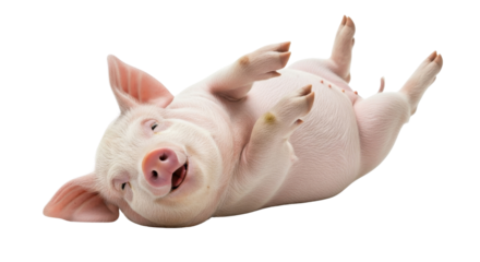 Happy piglet lying on its back isolated PNG with Transparent Background