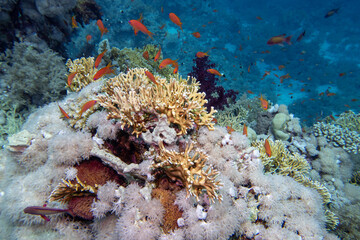 Picturesque, colorful coral reef at bottom of tropical sea, hard and soft corals, fish anthias, underwater landscape