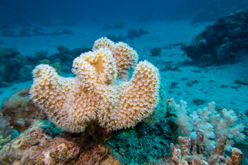 Coral reef ecosystem with Leather coral (Sarcophyton) and diverse colorful coral formations on sandy bottom, underwater landscape