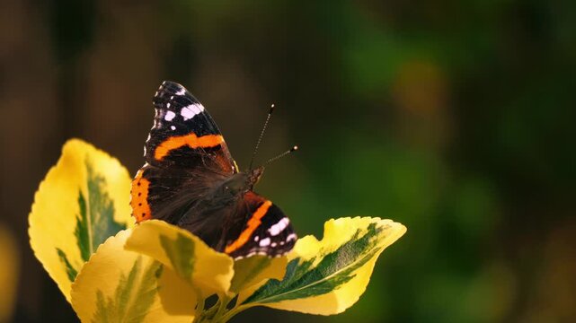 Red Admiral butterfly flaps wings and flies off on Japanese spindle yellow leaves