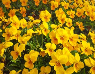 Vibrant display of yellow pansies blooming in a natural garden setting