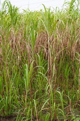 Obraz premium Mixed Green and Dried Sugarcane Stalks in Lush Field Landscape