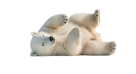 Obraz premium Cute polar bear cub lying on its back isolated PNG with Transparent Background