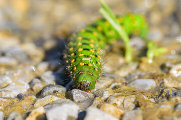 Caterpillar of a Small Emperor Moth crawling on the ground