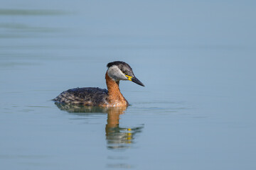 A Red Necked Grebe swimming on a lake