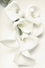 A bouquet of delicate calla lilies IN color of the year 2026 CLOUD DANCER 11- 42011 on a white background. Floral pattern