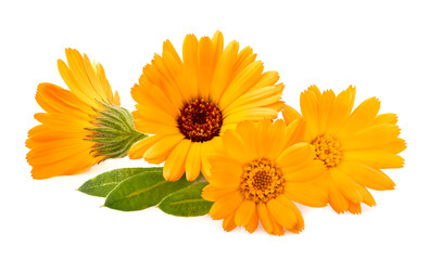 Calendula. Flowers  isolated on white background.