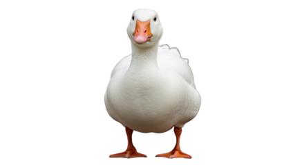 White domestic goose standing and looking at the camera isolated PNG with Transparent Background