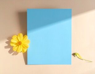 Yellow flower with blue background, elegant minimal composition and soft light