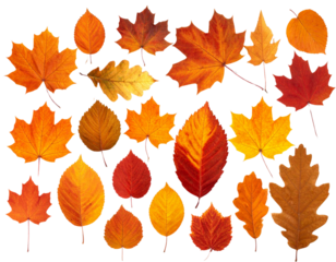 - Assorted Autumn Leaf Set, Realistic Fallen Leaves Collection, Transparent PNG Cutouts 