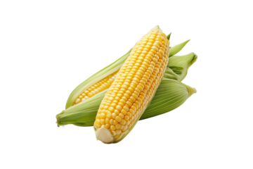 Fresh corn on the cob isolated on transparent background