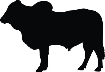 Brahman bull silhouette profile view
