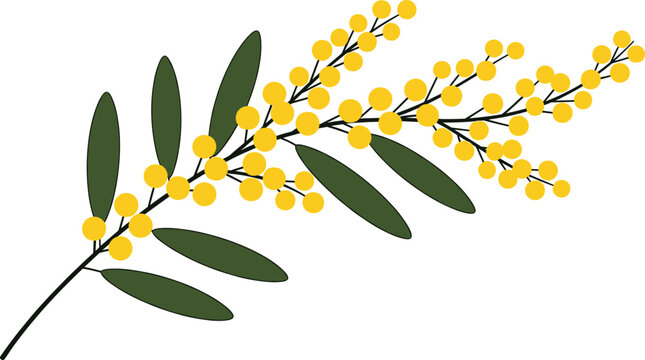 Flat Vector Illustration of a Wattle or Mimosa Flower Branch with Small Yellow Pom-Poms and Green Leaves for Spring, Botany, and Australian Floral Design