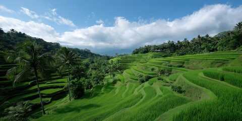 Lush green rice terraces under blue sky in tropical landscape