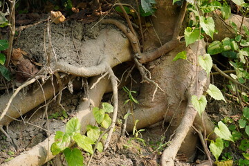 Exposed tree roots and thick trunk holding soil on riverbank