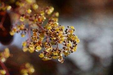 Perückenstrauch, Cotinus coggygria; Syn. Rhus cotinus