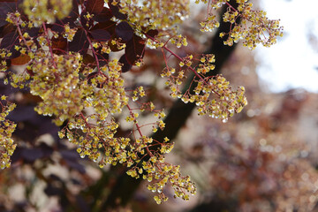 Fototapeta premium Perückenstrauch, Cotinus coggygria; Syn. Rhus cotinus