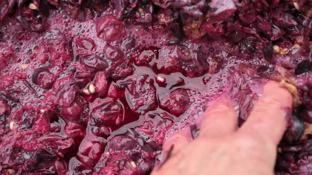 Wine fermentation close up. The winemaker's hand on the surface of fermented grapes. Floating grape skins and solids. Bubbles and foam.