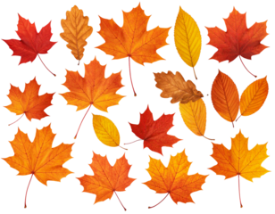  - Assorted Autumn Leaf Set, Realistic Fallen Leaves Collection, Transparent PNG Cutouts