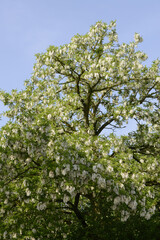 Robinie,  Gewöhnliche Robinia pseudoacarcia