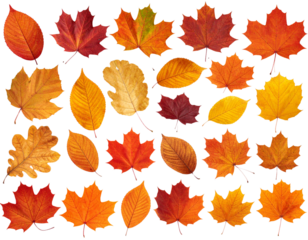  - Assorted Autumn Leaf Set, Realistic Fallen Leaves Collection, Transparent PNG Cutouts 