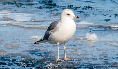 seagull on the beach