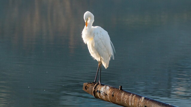 great blue heron - Powered by Adobe
