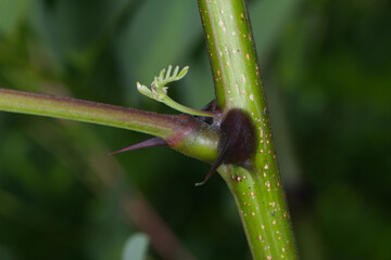 Robinie,  Gewöhnliche Robinia pseudoacarcia