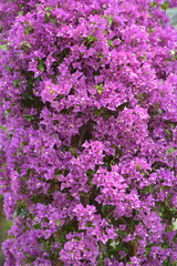 Bougainville, Bougainvillée, Bougainvillier,  Drillingsblume, Bougainvillea  spp.