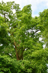 Fototapeta premium Robinie, Gewöhnliche Robinia pseudoacarcia