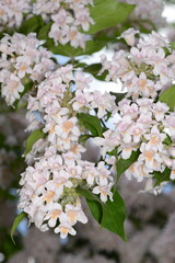 Vielblütiges,  Reichblütiger Doppelschild,  Dipelta floribunda