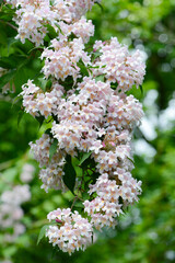 Vielblütiges,  Reichblütiger Doppelschild,  Dipelta floribunda