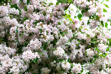 Vielbl&uuml;tiges,  Reichbl&uuml;tiger Doppelschild,  Dipelta floribunda