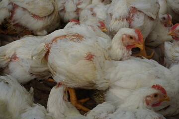 White Broiler Chickens Crowded In Poultry Farm