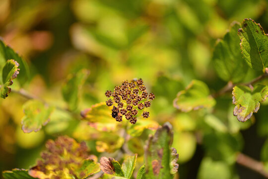 Spiraea pubescens deciduous shrub with white corymb flowers ovate leaves and branching woody stems thriving in diverse Korean habitats